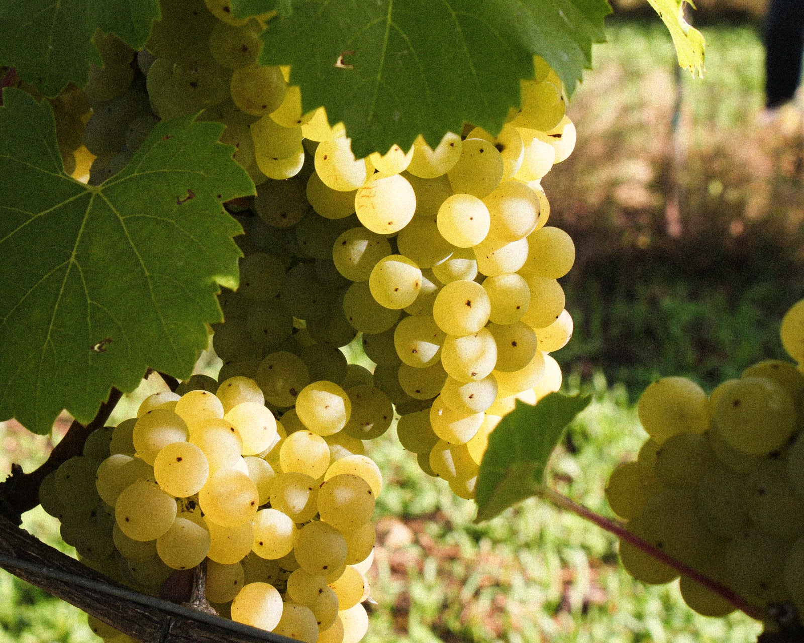 Why we love our home county of Hampshire