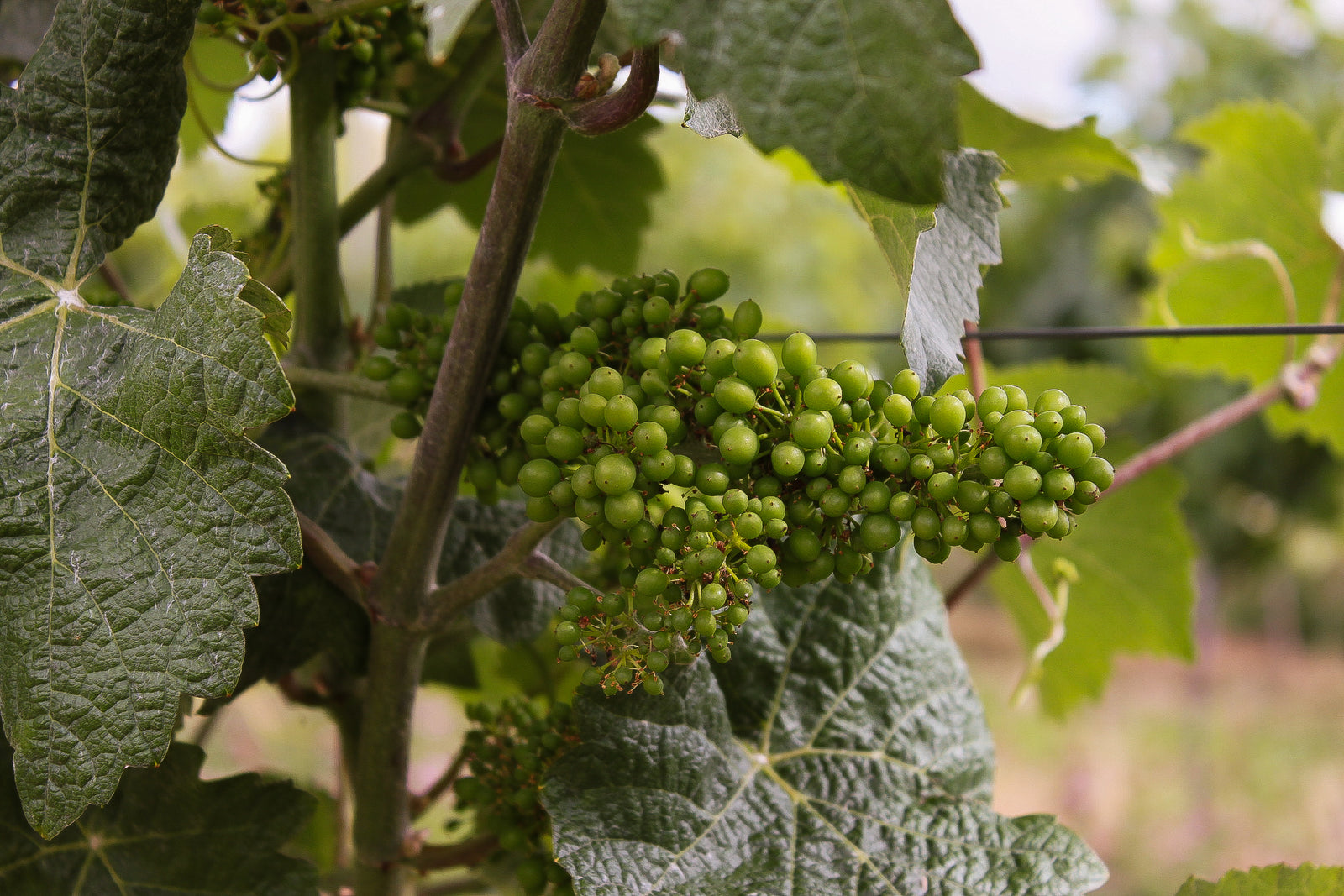 Summer in the Vineyard