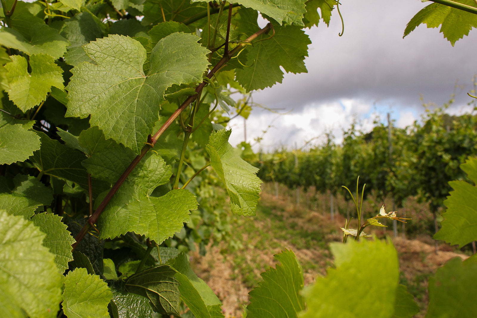 The Delicate Art of Vine Spacing