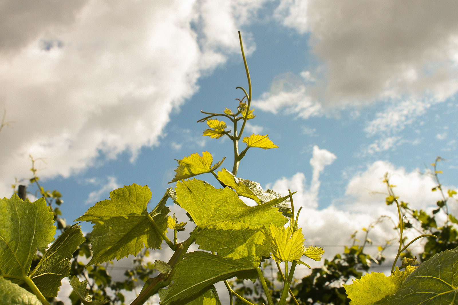 Regenerative Viticulture