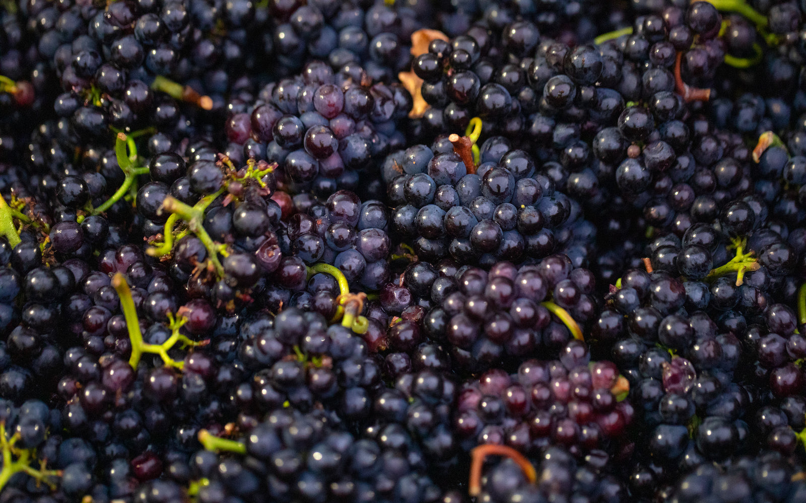 Harvest Days at Penn Croft